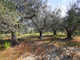 TERRENO AGRICOLO - SALUDECIO - Loc. San Rocco - . 13 MILA